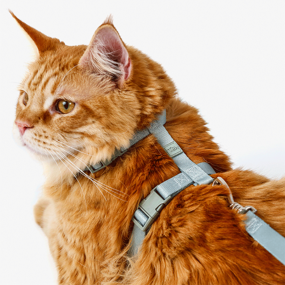 Conjunto Peitoral H e Guia Toh Alga para Gatos - Tam. Único