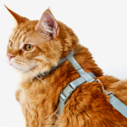 Conjunto Peitoral H e Guia Toh Alga para Gatos - Tam. Único