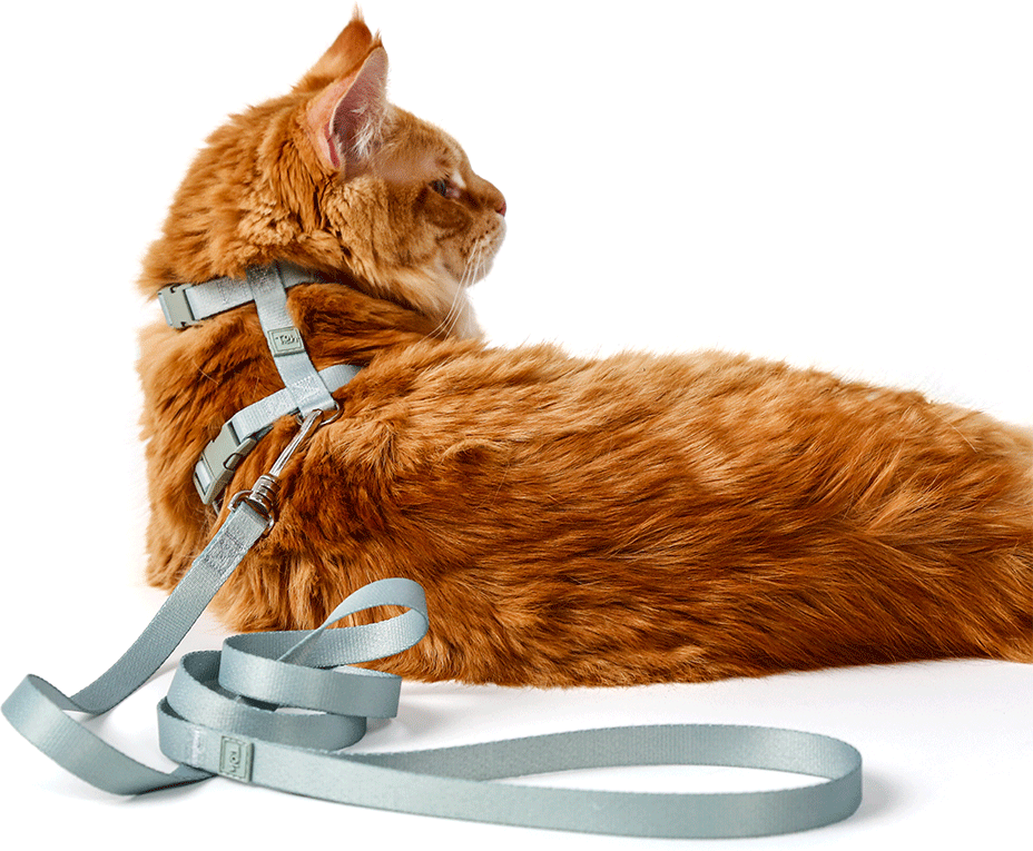 Conjunto Peitoral H e Guia Toh Alga para Gatos - Tam. Único