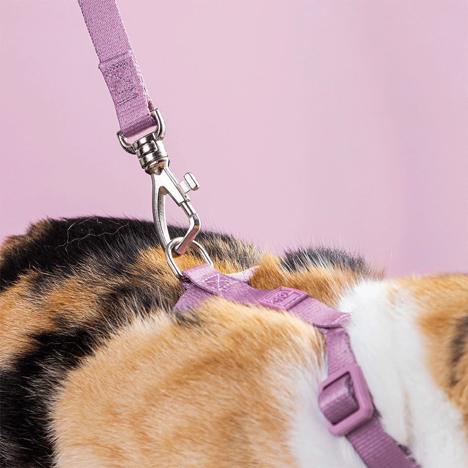 Conjunto Peitoral H e Guia Toh Bruma para Gatos - Tam. Único
