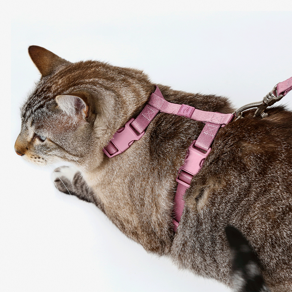 Conjunto Peitoral H e Guia Toh Bruma para Gatos - Tam. Único