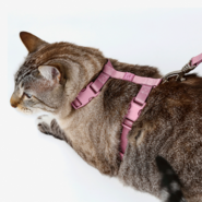 Conjunto Peitoral H e Guia Toh Bruma para Gatos - Tam. Único
