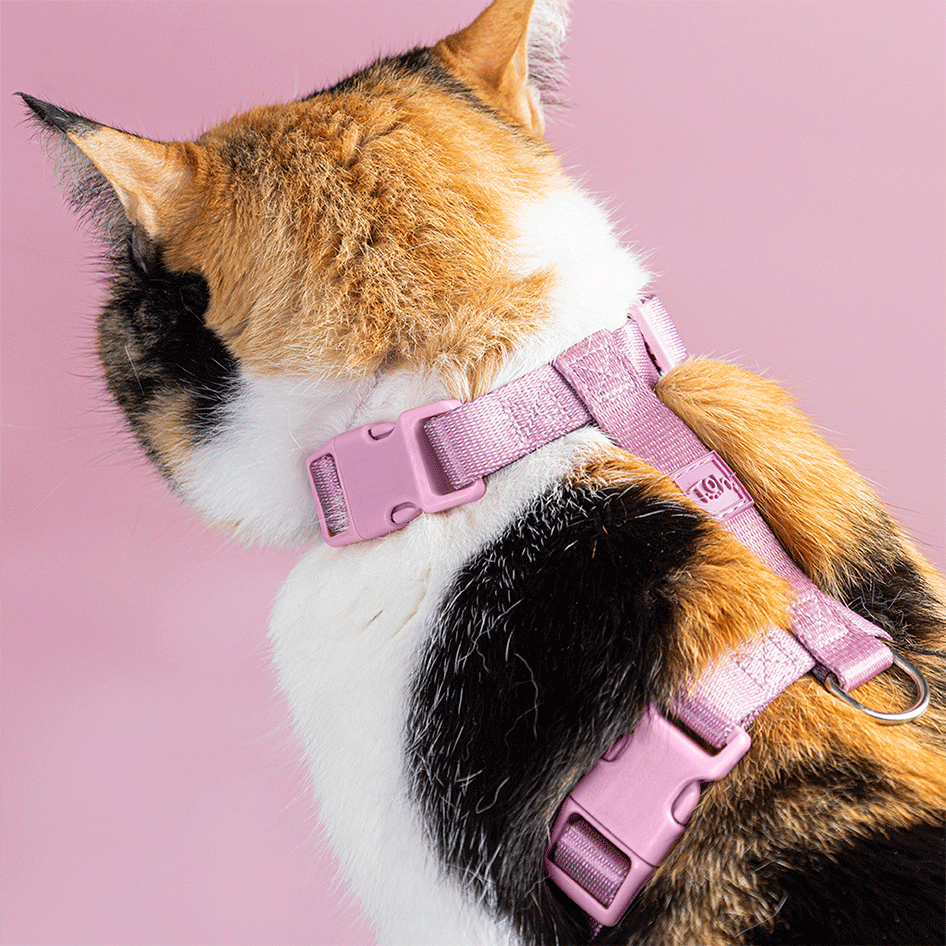Conjunto Peitoral H e Guia Toh Bruma para Gatos - Tam. Único