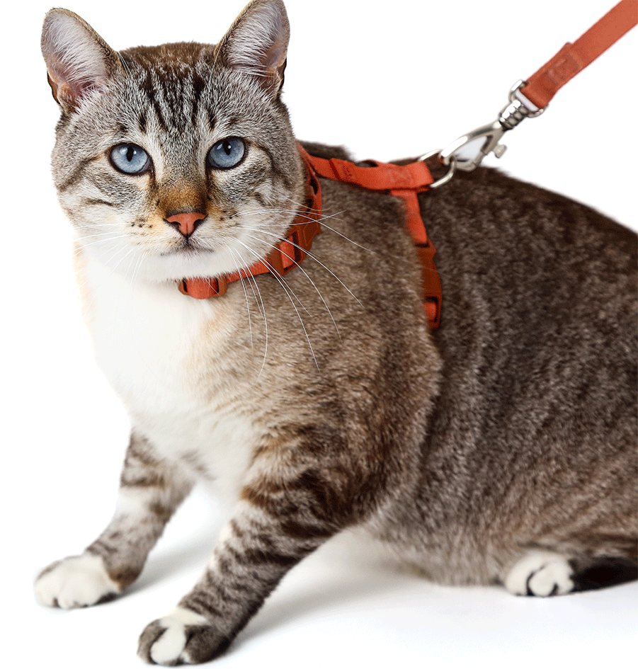 Conjunto Peitoral H e Guia Toh Coral para Gatos - Tam. Único