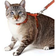 Conjunto Peitoral H e Guia Toh Coral para Gatos - Tam. Único