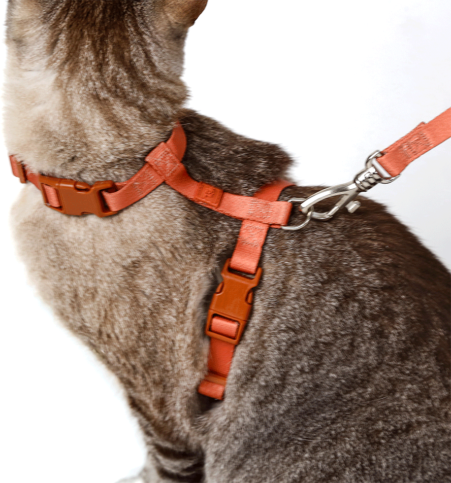 Conjunto Peitoral H e Guia Toh Coral para Gatos - Tam. Único