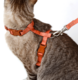 Conjunto Peitoral H e Guia Toh Coral para Gatos