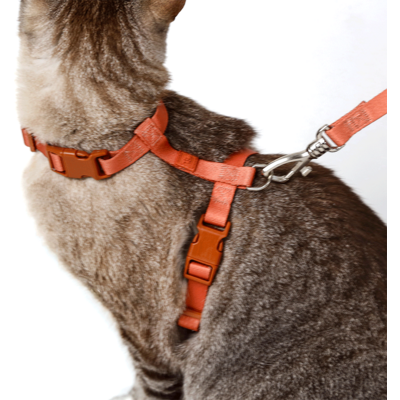 Conjunto Peitoral H e Guia Toh Coral para Gatos