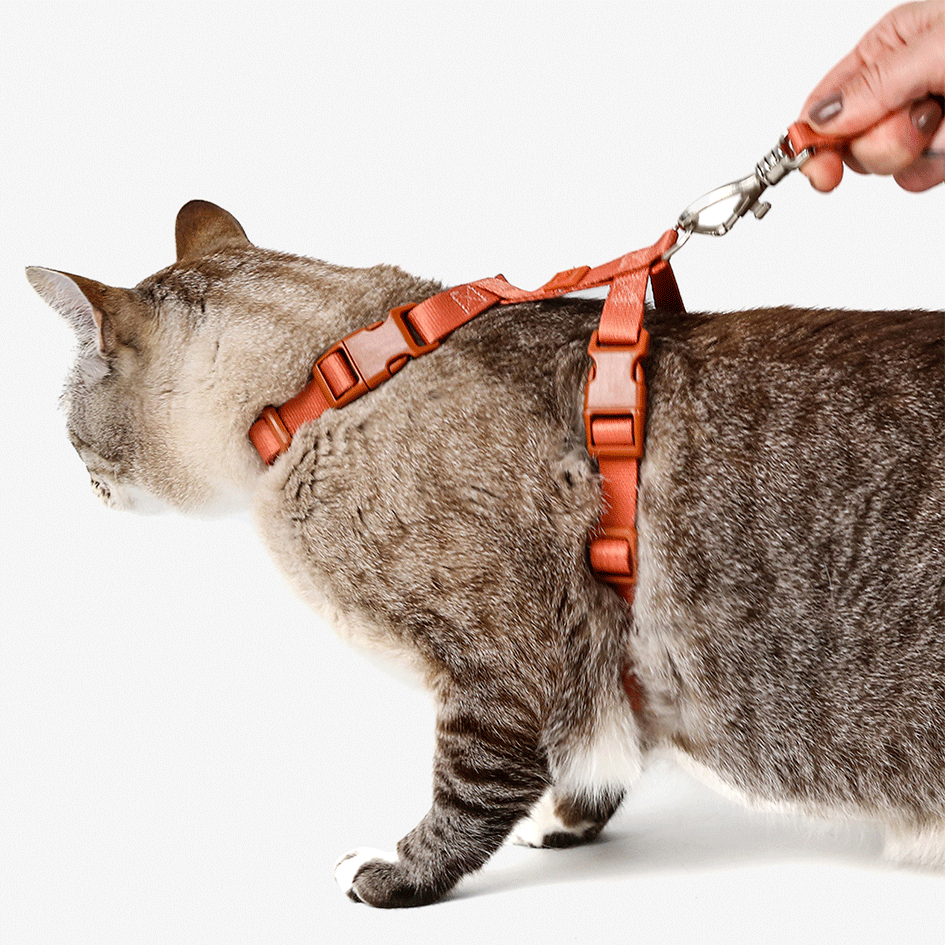 Conjunto Peitoral H e Guia Toh Coral para Gatos - Tam. Único