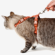 Conjunto Peitoral H e Guia Toh Coral para Gatos