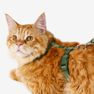 Conjunto Peitoral H e Guia Toh Florest para Gatos - Tam. Único