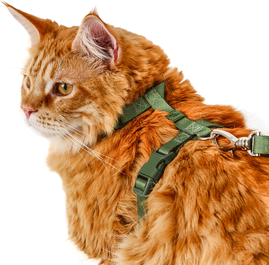 Conjunto Peitoral H e Guia Toh Florest para Gatos - Tam. Único