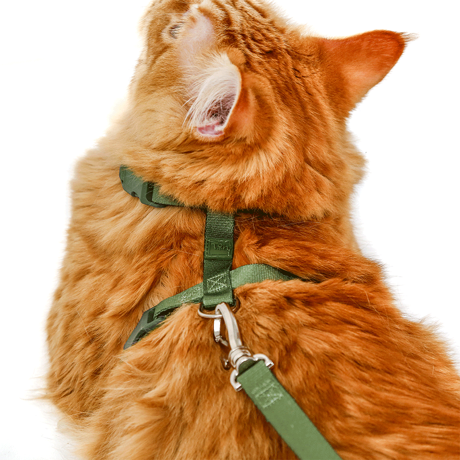 Conjunto Peitoral H e Guia Toh Florest para Gatos - Tam. Único