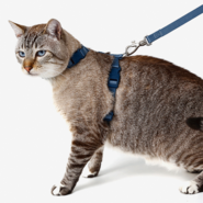 Conjunto Peitoral H e Guia Toh Marine para Gatos - Tam. Único