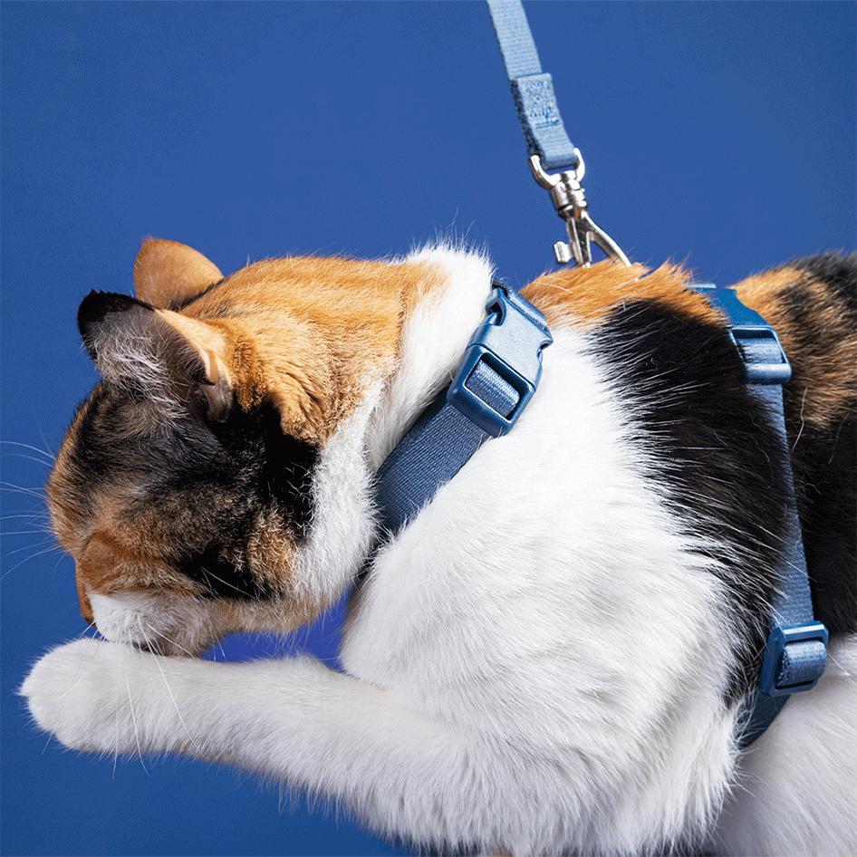 Conjunto Peitoral H e Guia Toh Marine para Gatos - Tam. Único