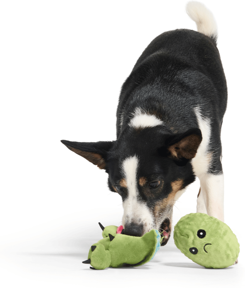 Brinquedo Pelúcia Bark Cacto Consuela 2 em 1 para Cães - Tam. Único
