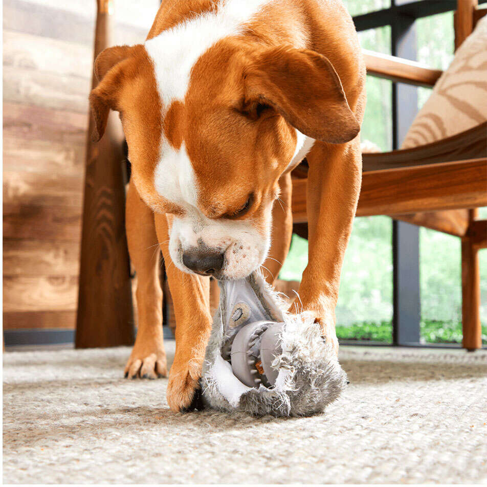 Brinquedo Pelúcia Bark Lebre 2 em 1 para Cães - Tam. Único
