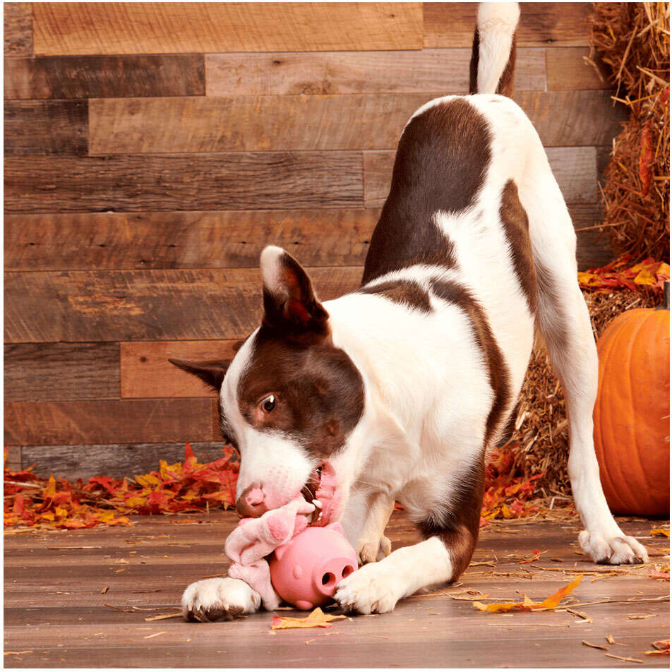Brinquedo Interativo Bark Porquinho 3 em 1 para Cães - Tam. Único