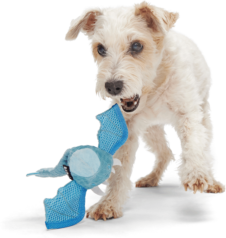 Brinquedo Pelúcia Bark Dragão Brrrtha 2 em 1 para Cães - Tam. Único