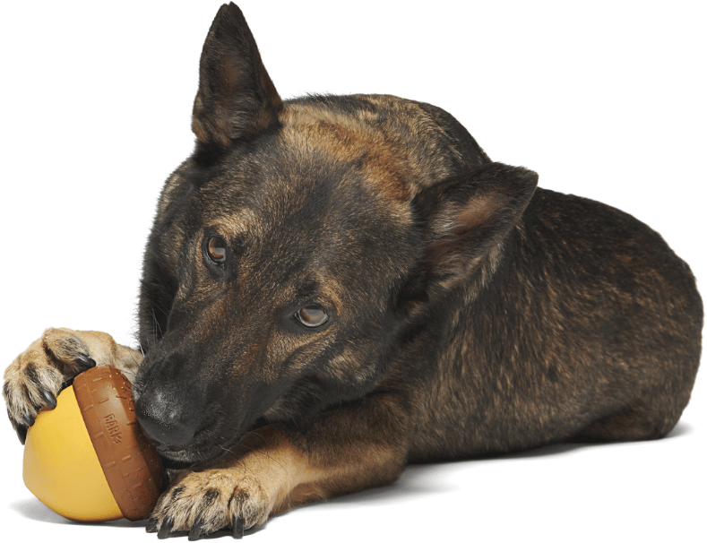 Brinquedo Interativo Bark Castanha para Cães - Tam. Único