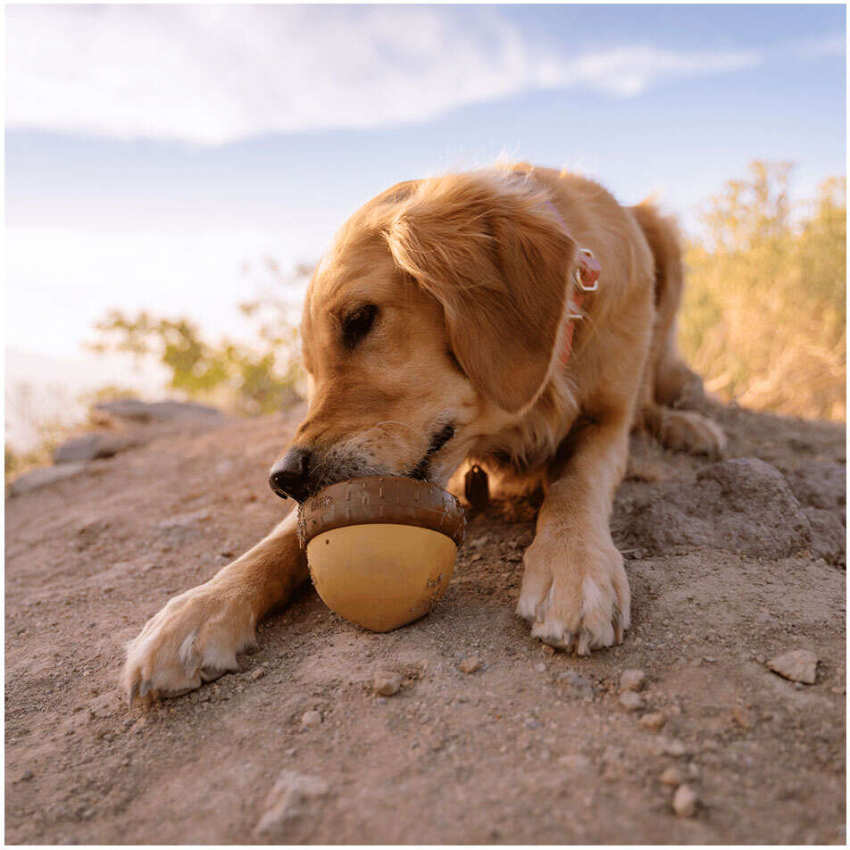 Brinquedo Interativo Bark Castanha para Cães - Tam. Único