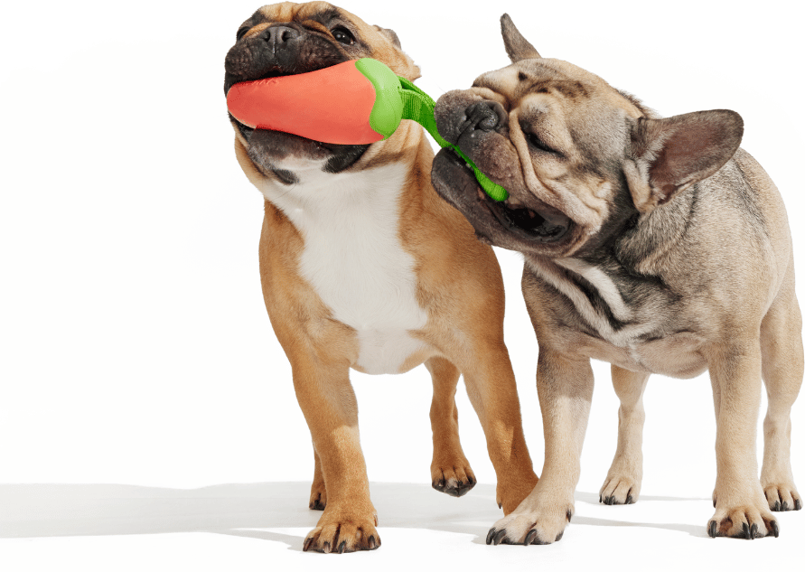Brinquedo Cabo de Guerra Bark Pimenta Habanero para Cães - Tam. Único