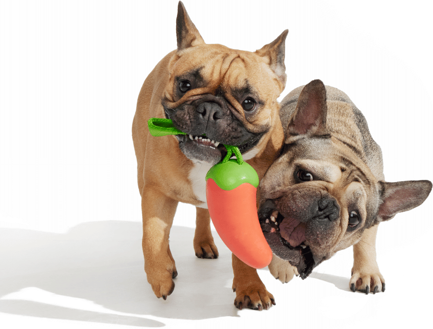 Brinquedo Cabo de Guerra Bark Pimenta Habanero para Cães - Tam. Único
