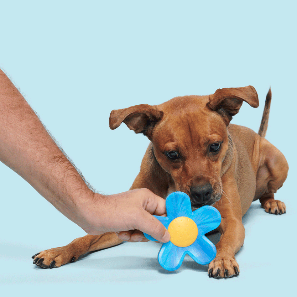 Brinquedo Mordedor Bark Poderosa Flor Azul Cães - Tam. Único