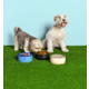 Comedouro Stanley para Cães e Gatos Azul Sky