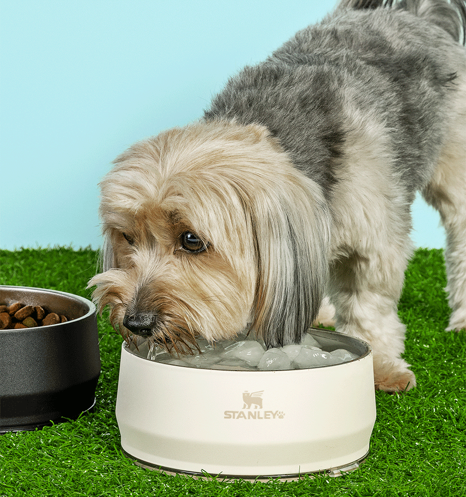Comedouro Stanley para Cães e Gatos Bege - 1,4 L