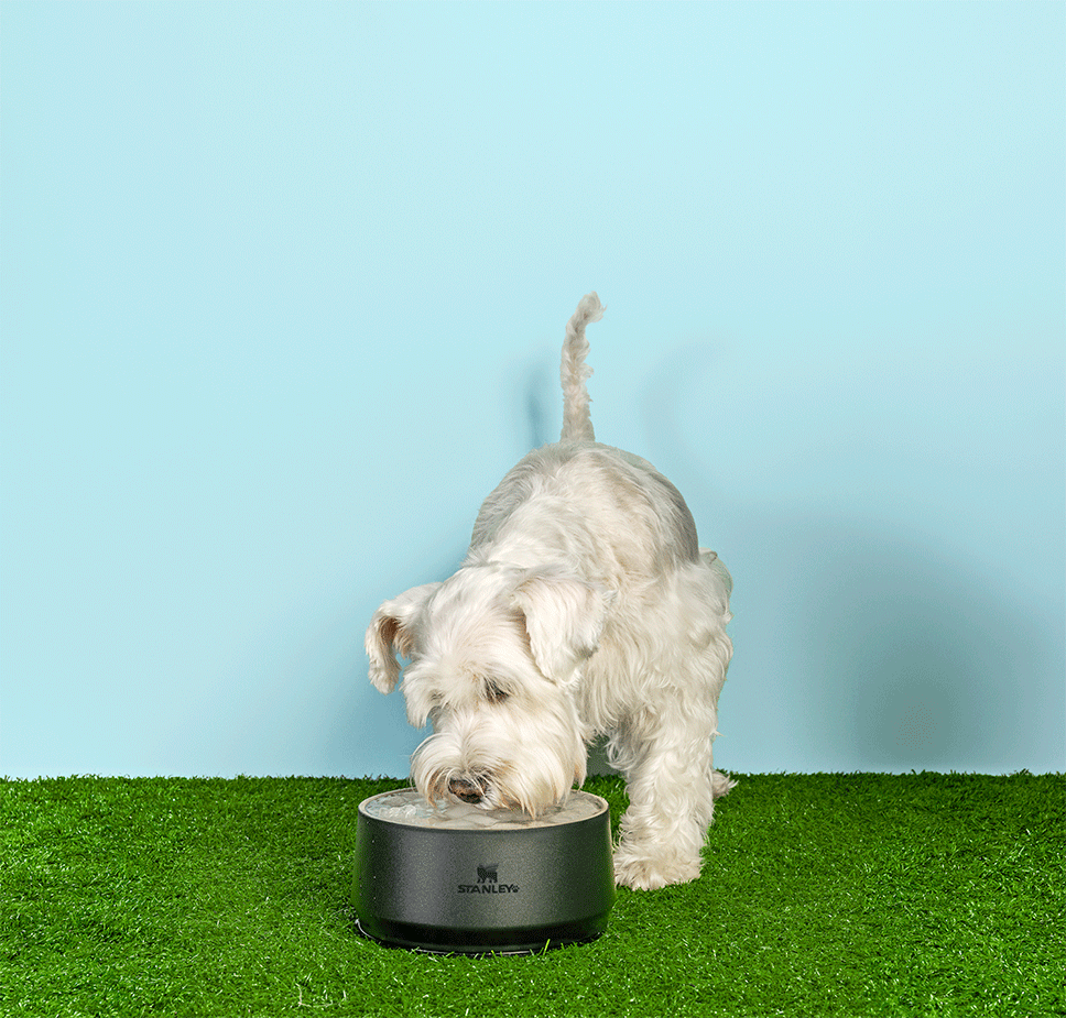 Comedouro Stanley para Cães e Gatos Preto - 700 mL