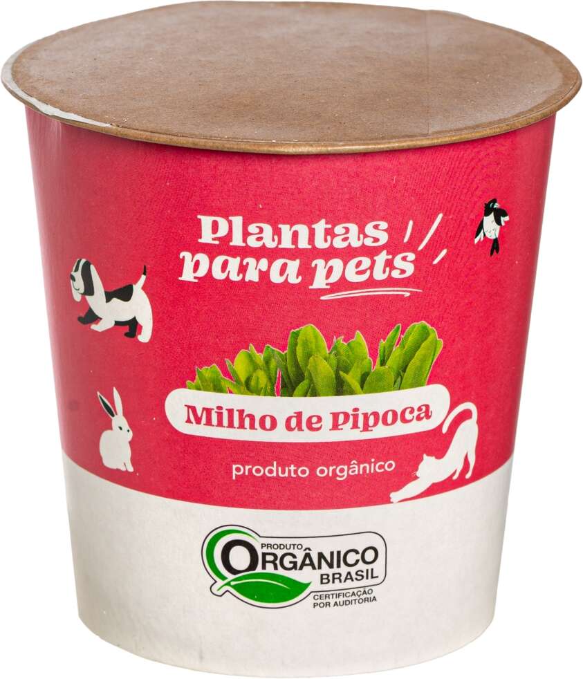 Graminha Plantas Clorophila Brasil para Pets Milho de Pipoca - 1 Unidade
