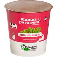 Graminha Plantas Clorophila Brasil para Pets Milho de Pipoca - 1 Unidade