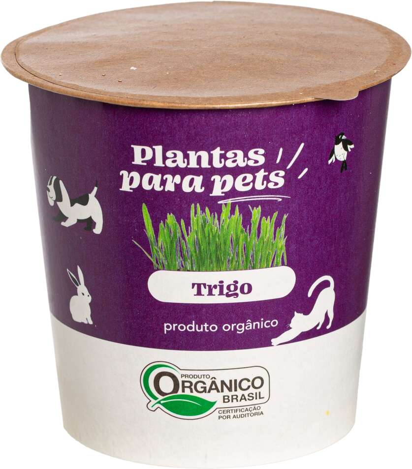 Graminha Plantas Clorophila Brasil para Pets Trigo - 1 Unidade