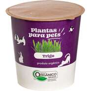 Graminha Plantas Clorophila Brasil para Pets Trigo - 1 Unidade