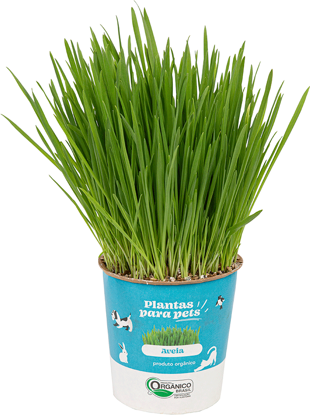Graminha Plantas Clorophila Brasil para Pets Aveia - 1 Unidade