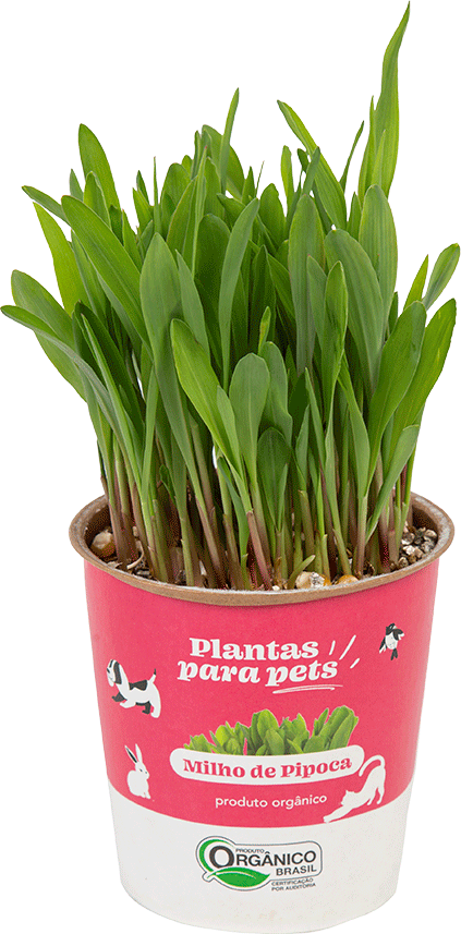 Graminha Plantas Clorophila Brasil para Pets Milho de Pipoca - 1 Unidade