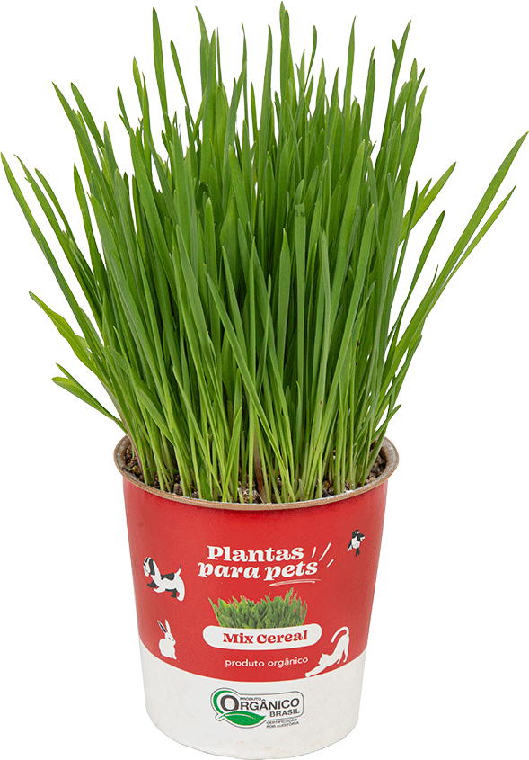 Graminha Clorophila Brasil Plantas para Pets Mix - 1 Unidade