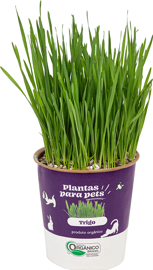Graminha Plantas Clorophila Brasil para Pets Trigo - 1 Unidade