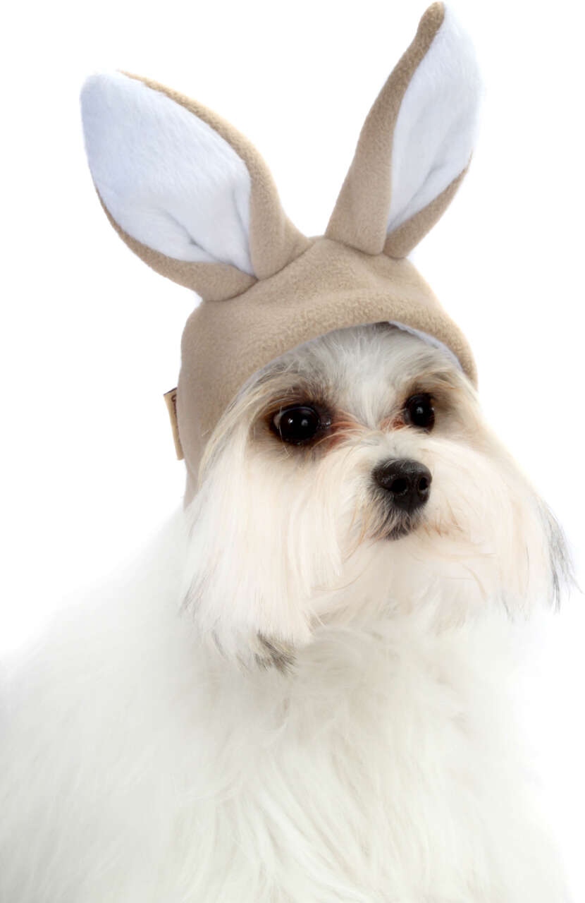 Touca Coelho Bichinho Chic para Cães e Gatos Bege - Tam. M