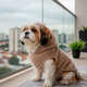 Blusa Sherpa Capuz Fábrica Pet para Cães e Gatos Bege