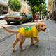 Camiseta Brasil Fábrica Pet para Cães e Gatos