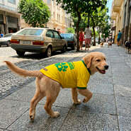 Camiseta Brasil Fábrica Pet para Cães e Gatos - Tam. P