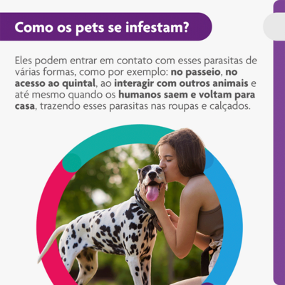 Antipulgas e Carrapatos MSD Bravecto para Cães de 20 a 40 Kg