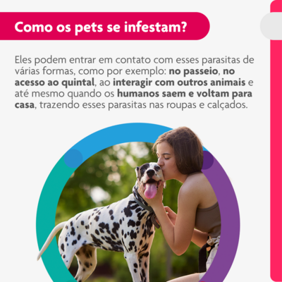 Antipulgas e Carrapatos MSD Bravecto Transdermal para Cães de 20 a 40 Kg