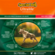 Ração Special Dog Gold Premium Especial Frango e Carne para Cães Adultos