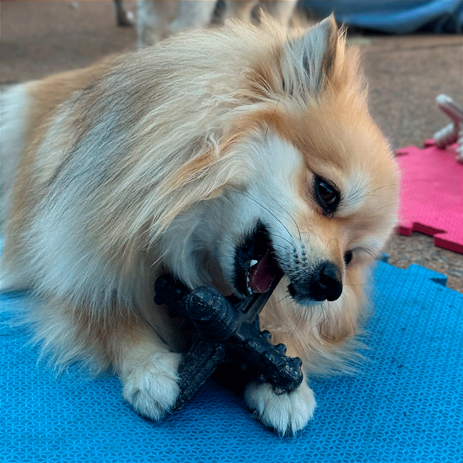 Brinquedo Mordedor Biobone para Cães Asterisco Sabor Carne - Tam. P