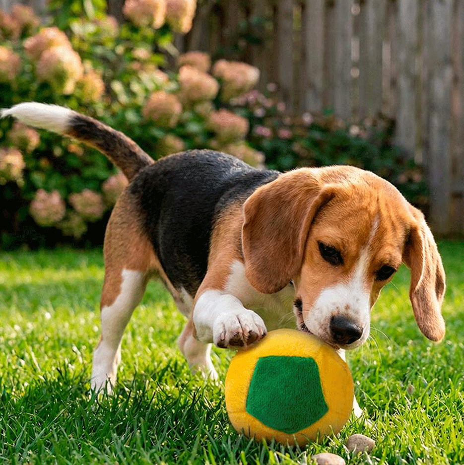Brinquedo Bola de Futebol Copa do Mundo para Cães - Tam. Único