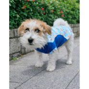 Moleton Pickorruchos Soft Print Azul - Tam. 06