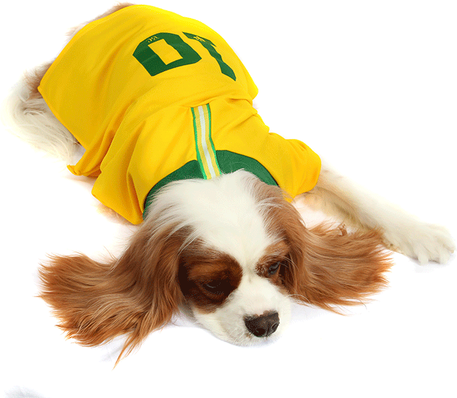 Camiseta Brasil Bichinho Chic para Cães e Gatos - Tam. 09